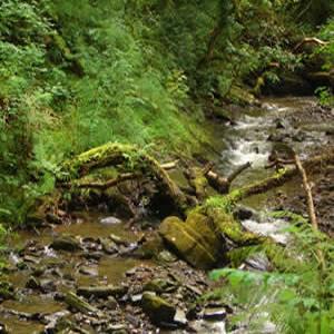 Nel cuore della foresta